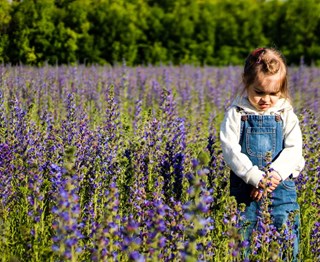 ad lavendel