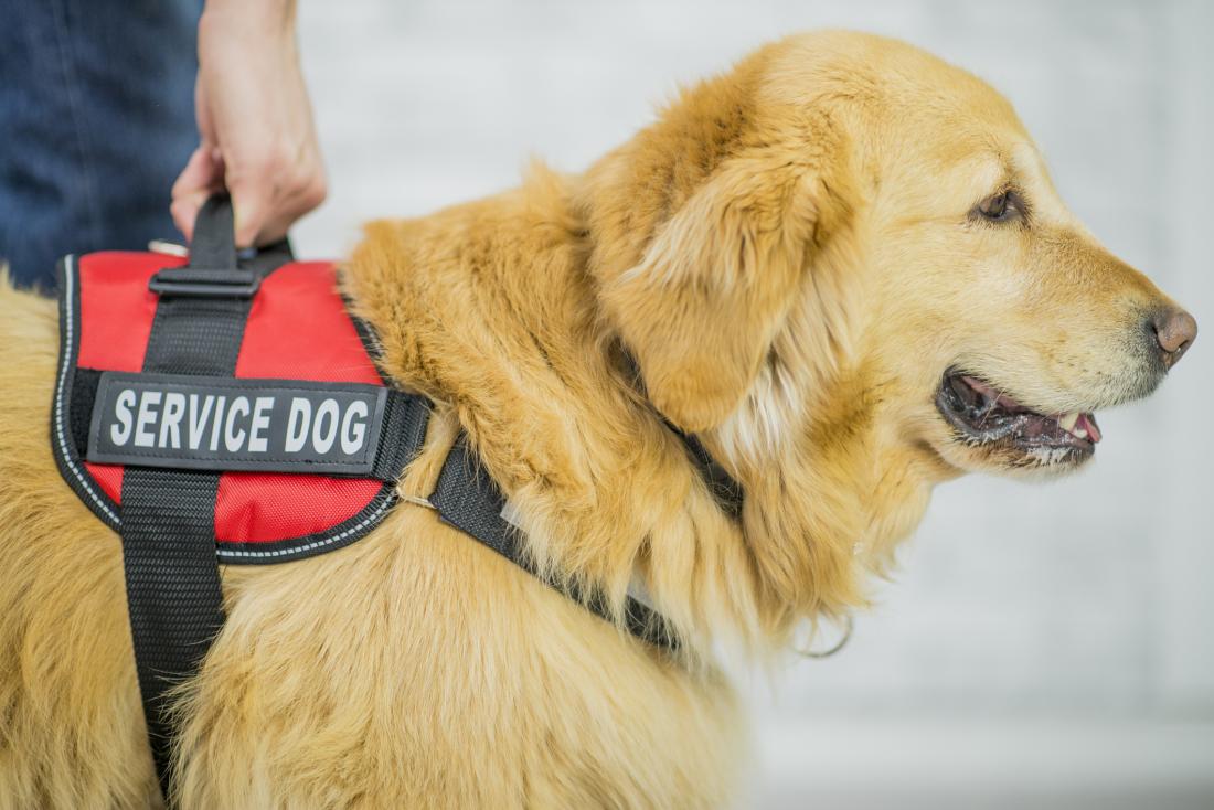 Assistentiehond bij psychische klachten voor meesten onbetaalbaar