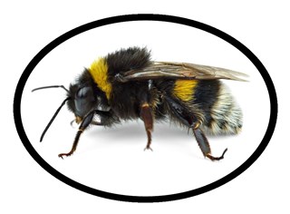 Hommel2