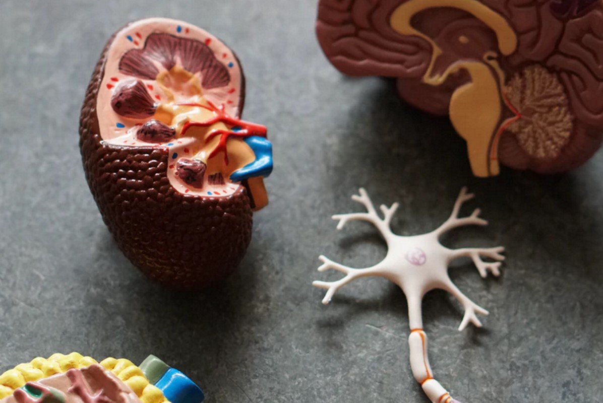 Synaptische plasticiteit, adulte neurogenese en tyrosinekinase