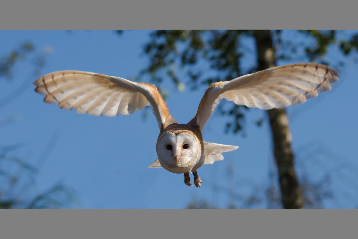 Focused ACT in Vogelvlucht 