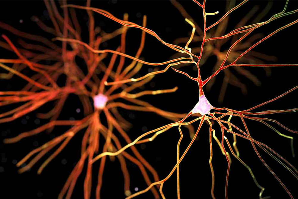 Nieuwe inzichten in de rol van dopamine bij aanleren van gewoontes