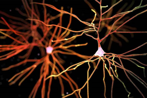 neuronen
