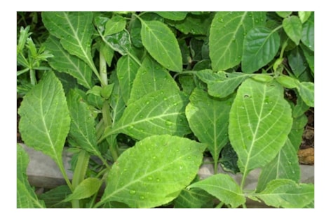 Salie Divinorum
