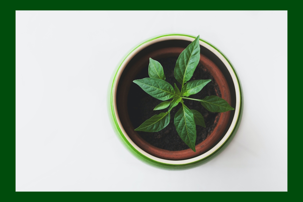 Van een geïsoleerd leven naar betaald werk