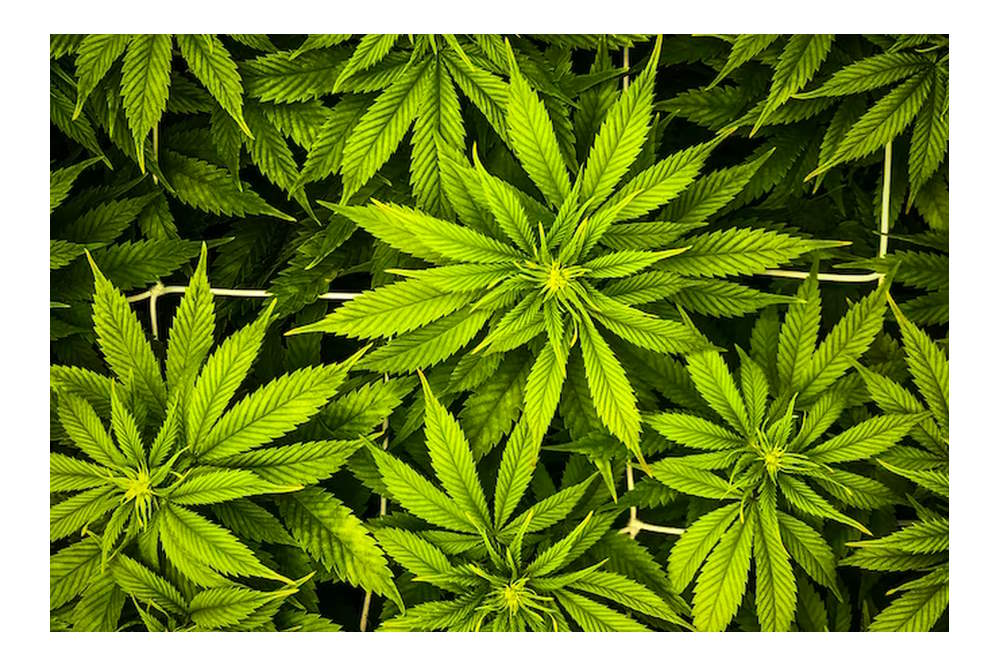 Cannabidiol (CBD) lijkt voor angststoornissen weinig effectief