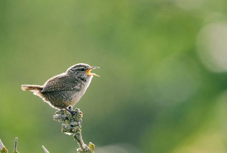 bird singing