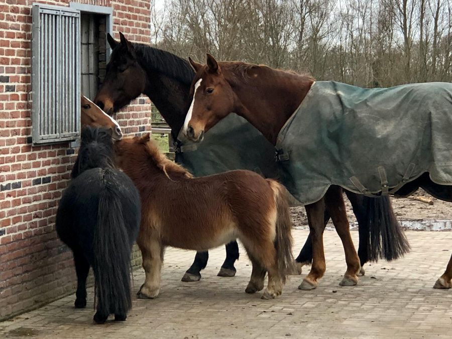 De meerwaarde van psychotherapie met paarden