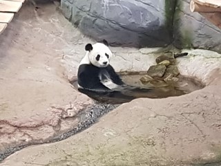 panda