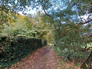 Voorbij de boomgrens